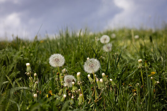 A field of dandelions in varying stages, from blooming to seed heads in the park, garden. The green grass surrounds beautiful plants and fluffy flower