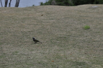 Bird on the dry grass by the lake in the park
