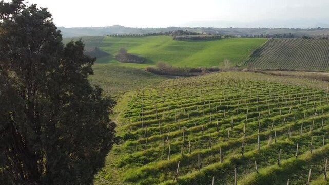 Vigneto e colline verdi in campagna