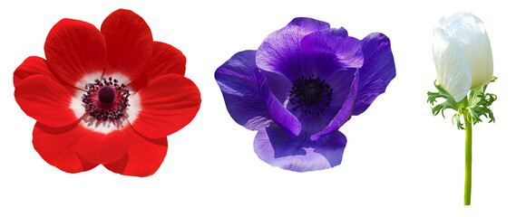 red, blue and white anemone flower isolated on transparent backgrond, windflower