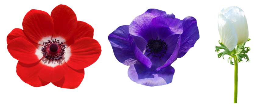 red, blue and white anemone flower isolated on transparent backgrond, windflower