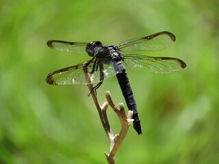 Dragon fly