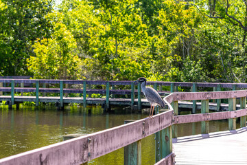 bird waiting next to water
