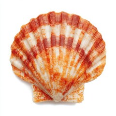 Obraz premium Isolated scallop seashell close up on white background