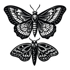 Vintage Engraved Moth Butterfly Illustration