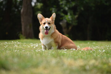 Cute Pembroke Welsh Corgi dog sitting on green grass in a sunny garden, tongue out, looking happy and playful. Perfect summer pet portrait.