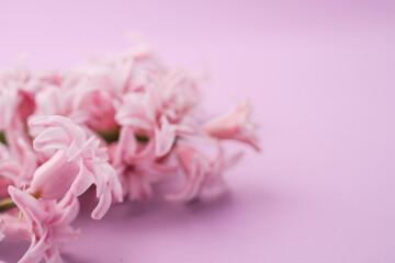 Obraz premium Single pink hyacinth flower placed diagonally on a pastel pink background, leaving empty space for text or design, creating a minimalist and elegant floral composition.