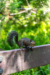 squirrel in the park