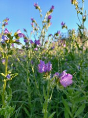 purple flowers in the garden