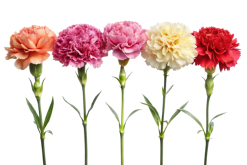 Colorful row of vibrant carnation flowers in full bloom on a Trensprent  Background png