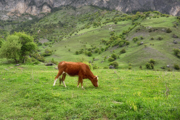 Beautiful cow close-up eating grass on a green meadow of a mountain valley.