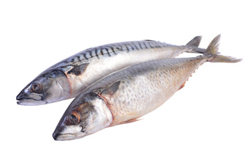 Fresh fish mackerel isolated on white