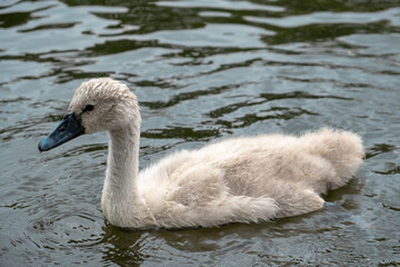 Baby swan in water in Regent's park, London in summer