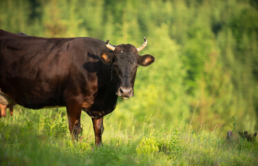Black cow standing in a lush green meadow surrounded by trees during bright sunny weather