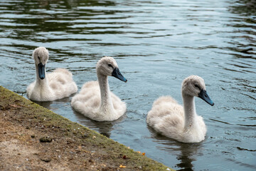 Baby swans in water in Regent's park, London in summer
