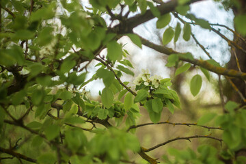 green grass and flowers