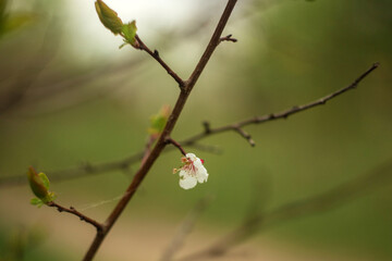 green grass and flowers