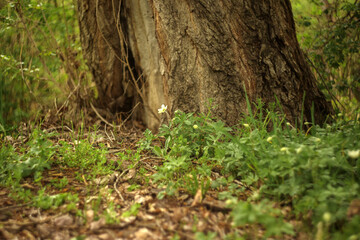green grass and flowers