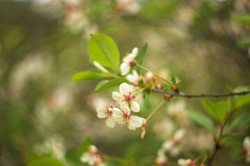 blooming apple tree