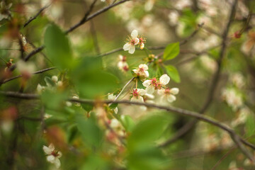 red berries on a branch