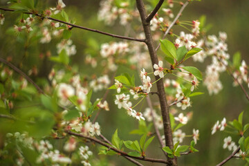 spring in the garden
