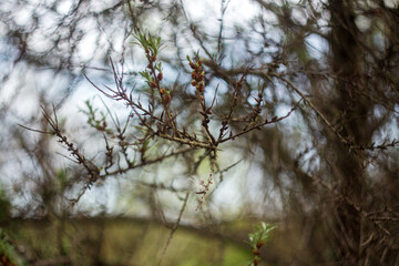 branches of a tree