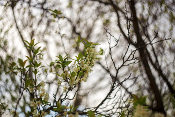 blossoming apple tree