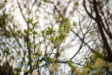 blossoming apple tree