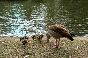 Brown baby ducks and their mum feeding in Regent's park, London, on a summer day