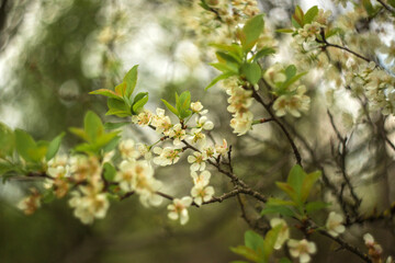 blossoming apple tree