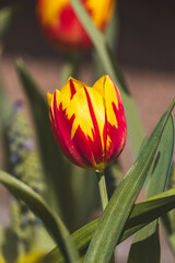 Naklejka premium Beautiful spring tulips in the Netherlands on a sunny April day .