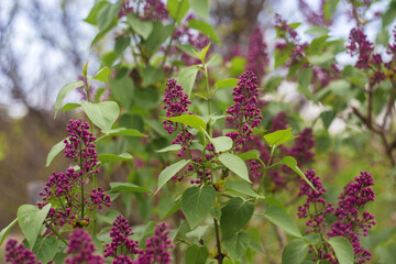 lilac flowers in the garden