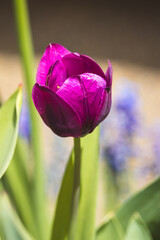 Naklejka premium Beautiful spring tulips in the Netherlands on a sunny April day .