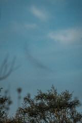 bugs swarm in the sky flying