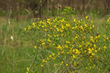 field of yellow flowers
