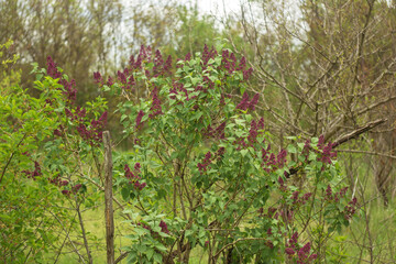 Fototapeta premium lilac flowers in the garden