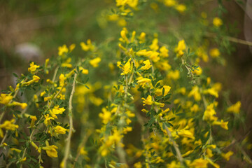 field of yellow flowers