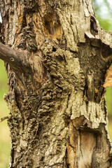 Naklejka premium bark of a tree