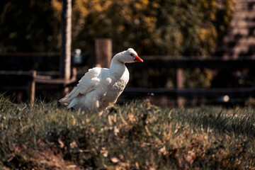 beautiful white goose animal bird avian water pretty
