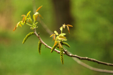 close up of a green plant
