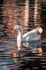 white goose pretty bird swimming in the water © PIC by Femke