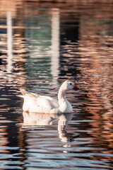white goose pretty bird swimming in the water