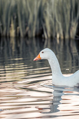 white goose pretty bird swimming in the water