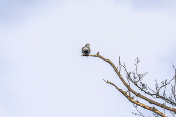 bird on a tree