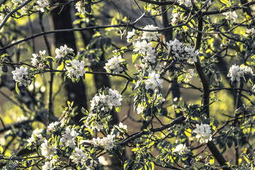 blossoming branch of a tree