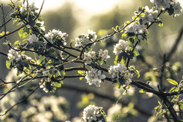 blossoming branch of a tree