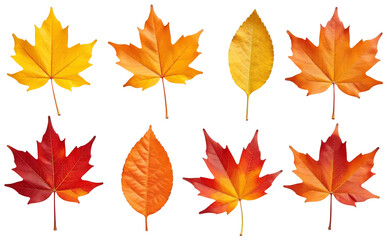 set of autumn leaves Cutout 