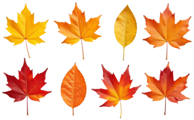 set of autumn leaves Cutout 