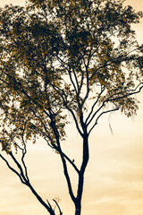 beautiful little bird sitting in a tree and singing 