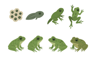 Frog life cycle icons set: depicting stages from egg to adult frog. Vector icons